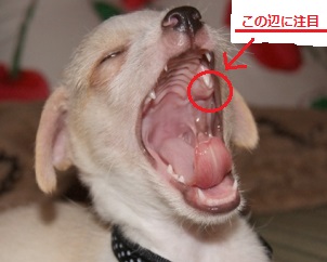 犬 の 虫歯